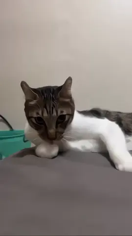 好舔一直舔😻 #😻 