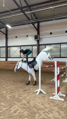 Stupid rider and incredible horse #CapCut #equestrian #stupedrider 