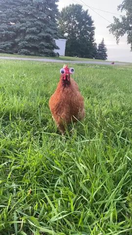 If you have to put pinless peepers on your chickens, make sure you glue googly eyes on them. You can thank me later. #chicken #chickensoftiktok #mildred #googlyeyes #funny #jurrasicpark #welcometojurassicpark 