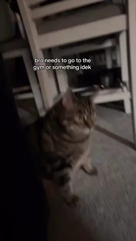 #fypシ #kitty #catsoftiktok EDITED this is not my cat, i already stress it to my dad enough that the cat needs to lose weight or he’s gonna d*e pls leave me & rio alone. ur hurting his feelings 