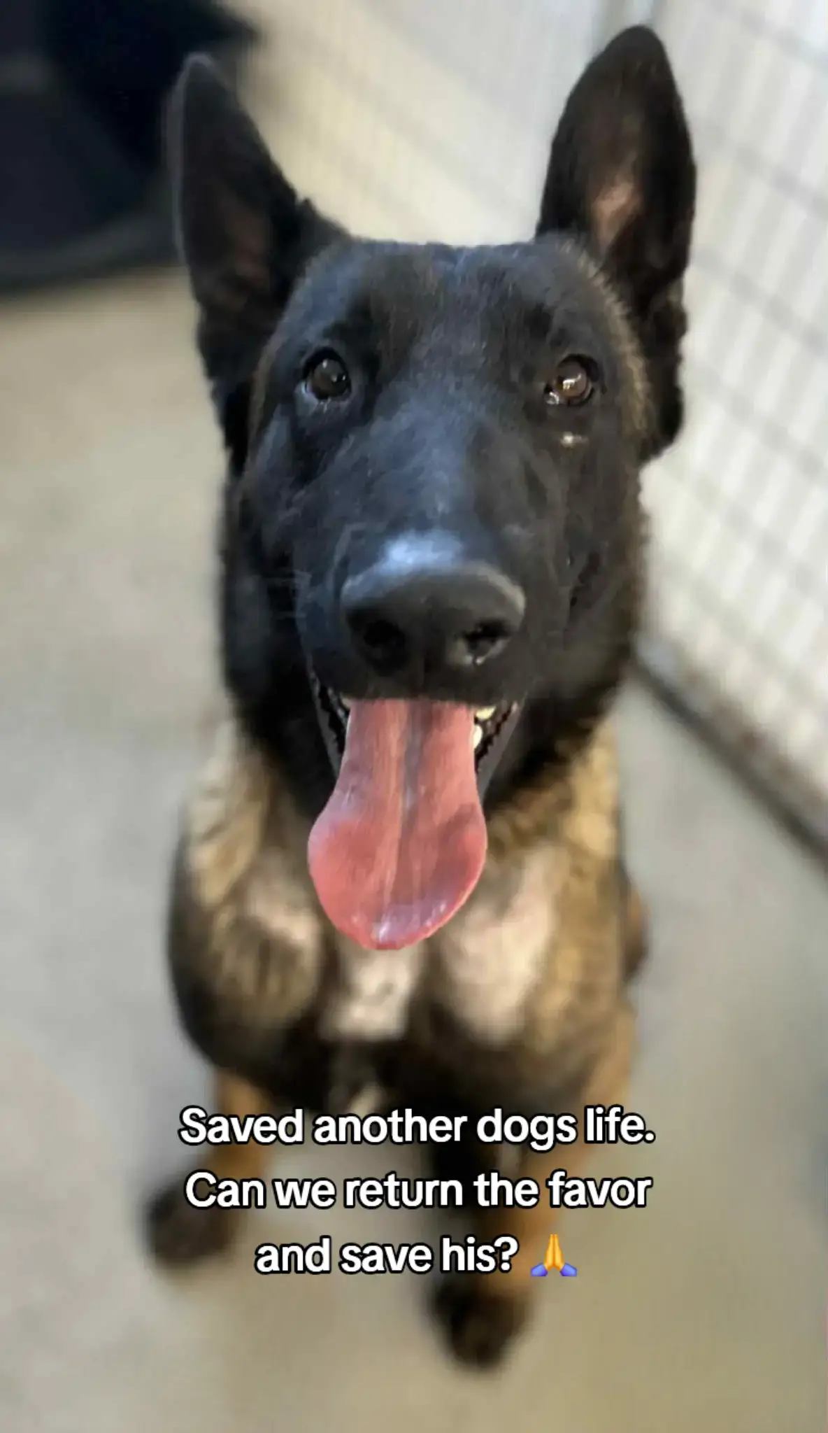 It's not very often I post dogs from other shelters then Madera. I've actually had shelters tell me 