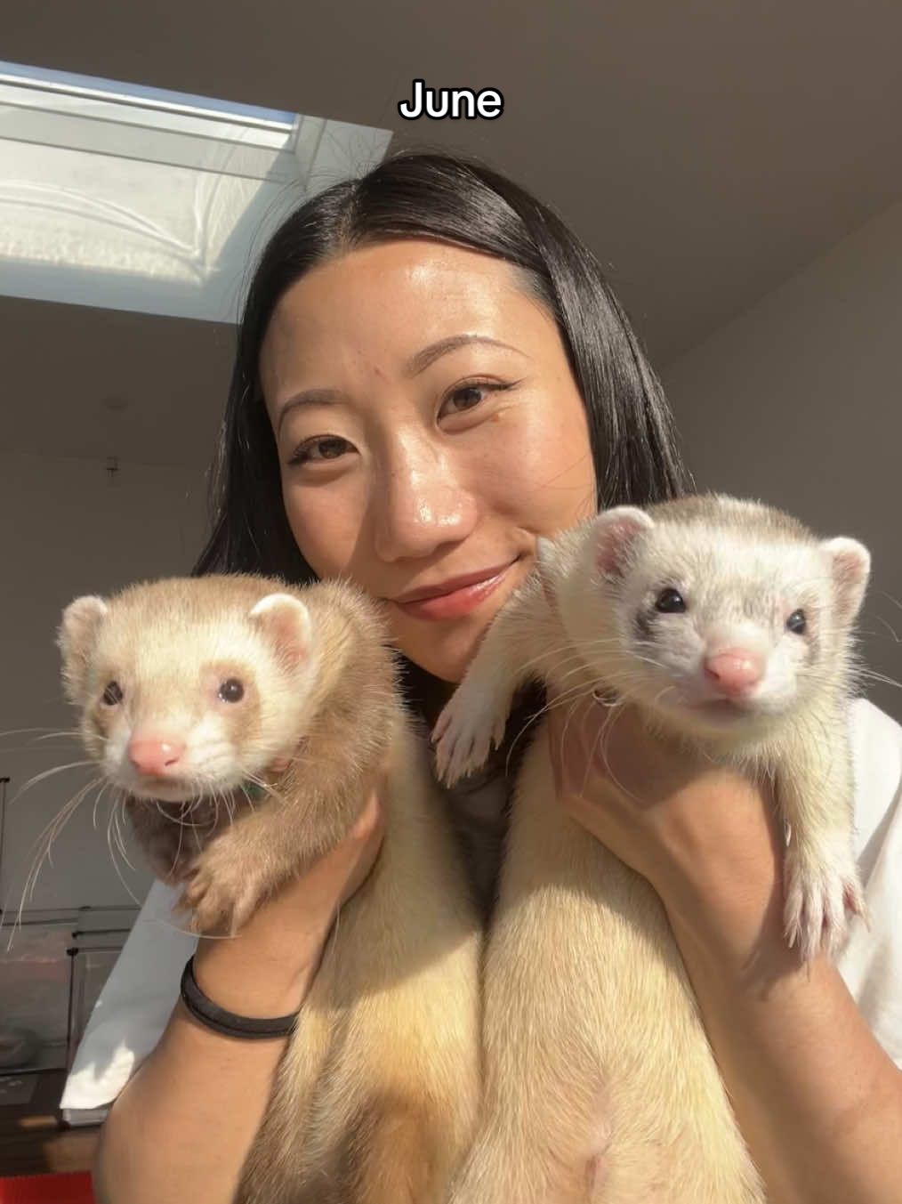 June dump🍒🍋 #PeanutandMrGriffin #animalsoftiktok #ferretsaremylife #ferretsoftiktok #ferretsleep #ferretsareawesome #ferretok 