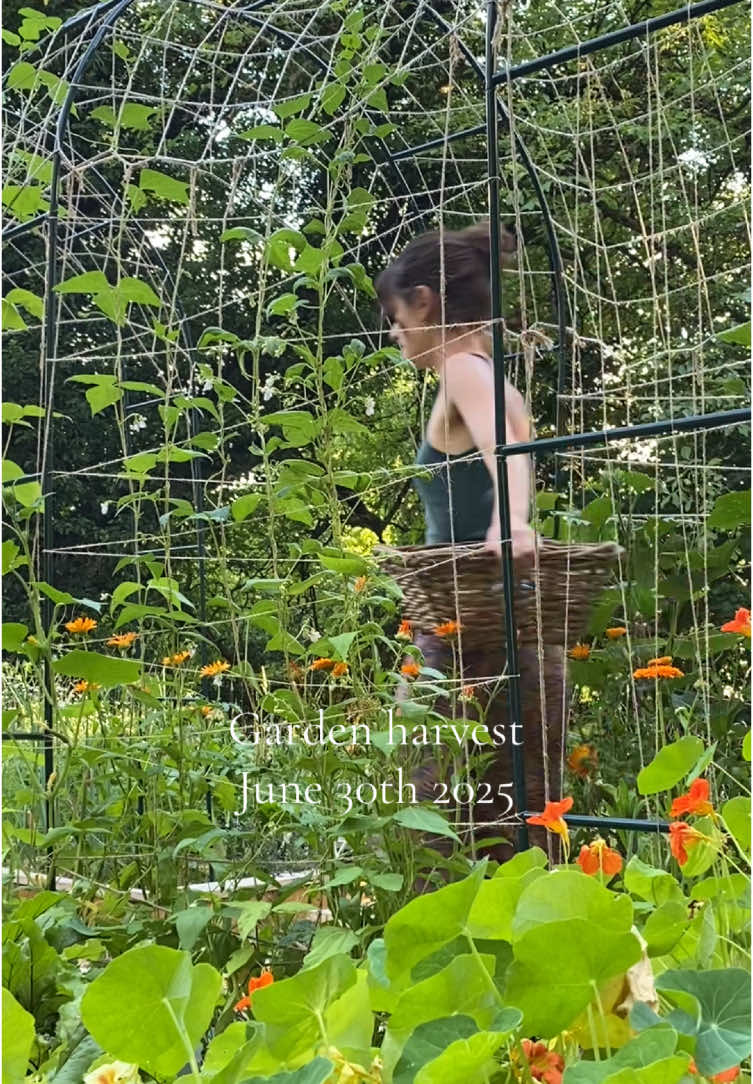 Today‘s garden harvest:)  #gardentotable #growyourownfood #selfsufficient #cottagecore #homegrown #garden #garden #gardenharvest #gardening #vegetablegarden #gemüseernte #harvesting #gardenbeds #vegetables #selbstversorger #gardenbeds #gärtnern 