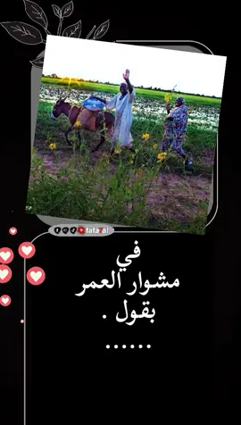 في مشوار العمر  بقول ❤️‍🩹 سلام عليكي وصباح الخير يا المزروعة في دواخلي شتول #روحاني #creatorsearchinsights #foryoupage❤️❤️ #خواطر_سودانية #فافا_قام #كلام_من_الروح 