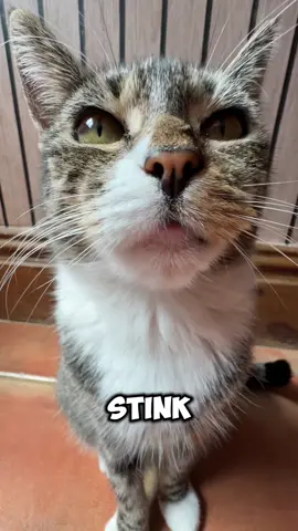 Stink inspection #pets #cats #cute 