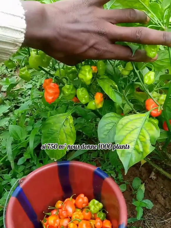 combien de millions gagne t'on avec un hectare de piment  #rentabiliter #ConseilsAgricoles #france #AgriHack #AgriTikTok 