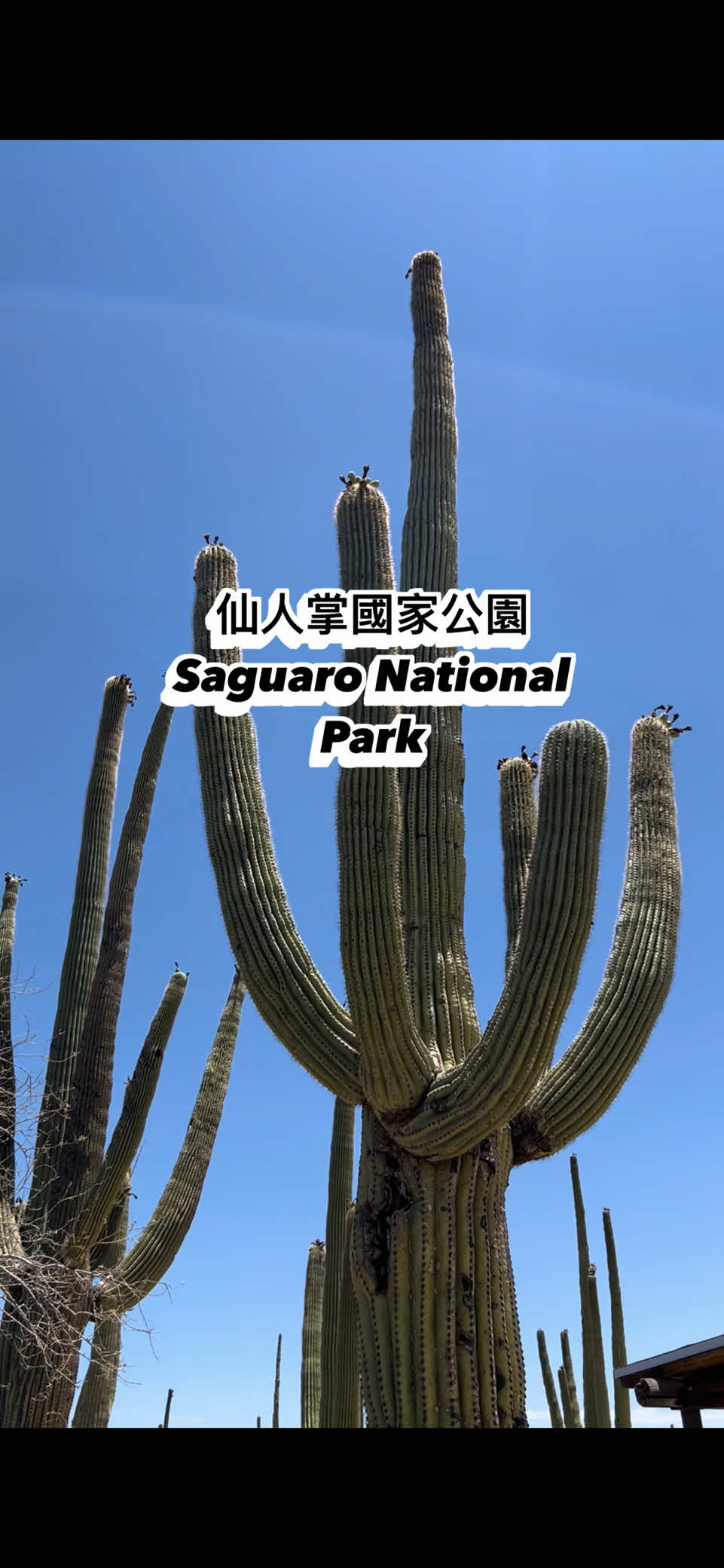 Fun Facts No One Asked For – Saguaro National Park #nationalpark #cactus #saguaro #funfacts 