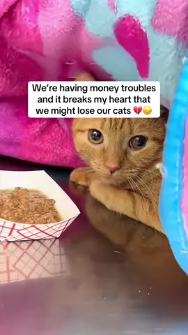 Every comment helps save them 🥺 #straycats #straycatsoftiktok #straycatshelter #cats #cat #catsoftiktok #catlover 