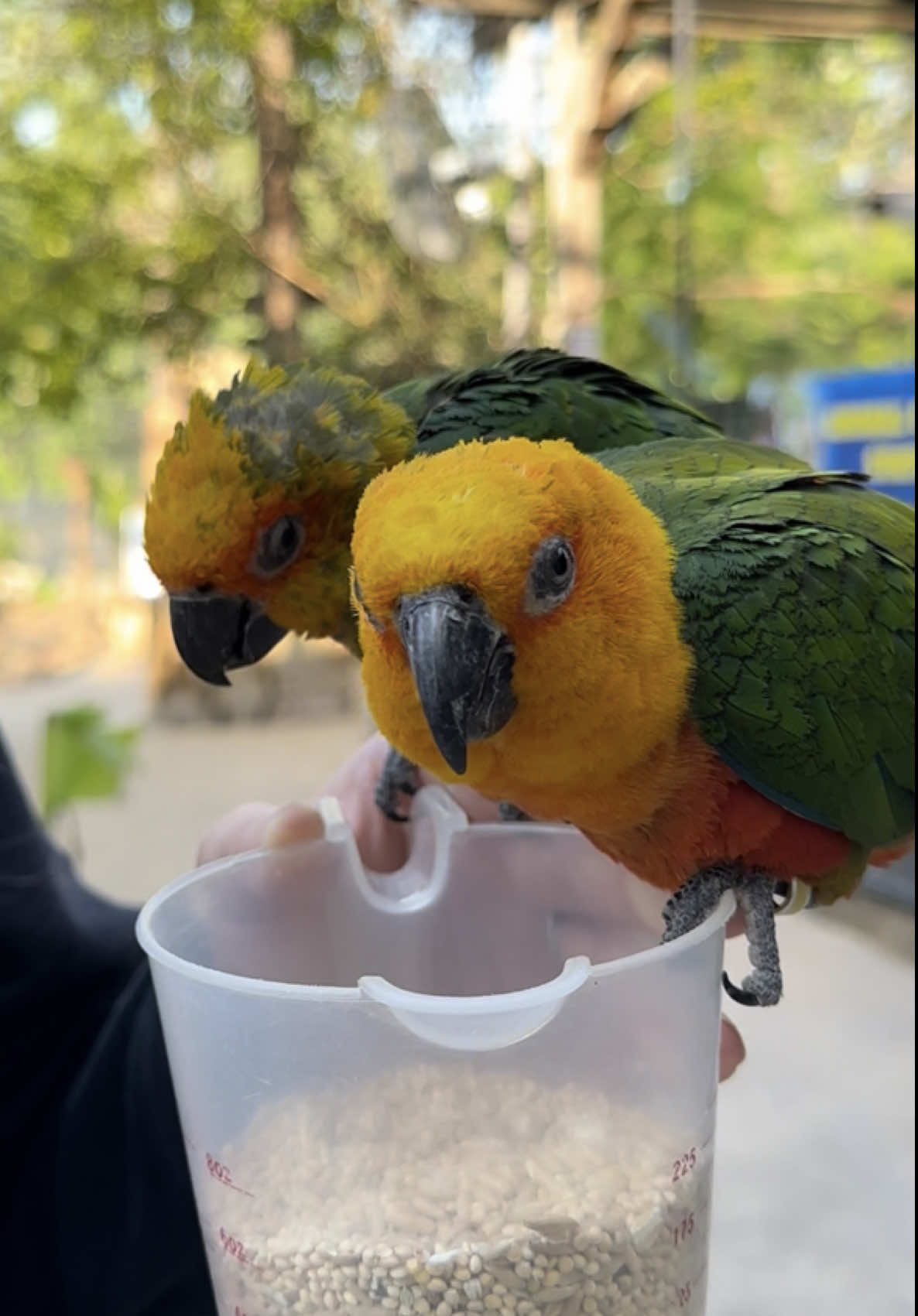 Meet our conure family! #Conure #SunConure #JendayConure #Bird #BirdsOfTikTok #BirdTok #Animals #DidYouKnow #WildFacts 