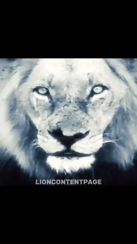 Mr t Mapogo edit #mrt #mapogo #fyp #foryou #edit #lion @ǟռɨʍǟʟֆ ӄɨռɢɖօʍ 