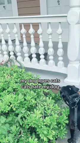 #fyp#xyzbca#dogs#cats#pettiktok#charleston#relateable#trendingsound 