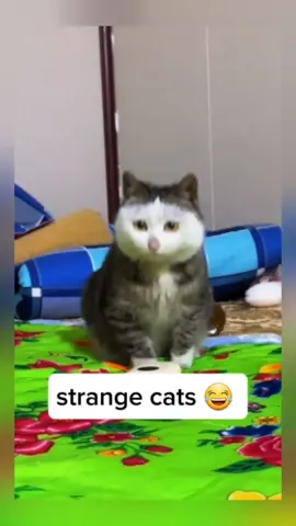 Funny cats 🤣 #pets #catsoftiktok #cats #strangecat #fyp 
