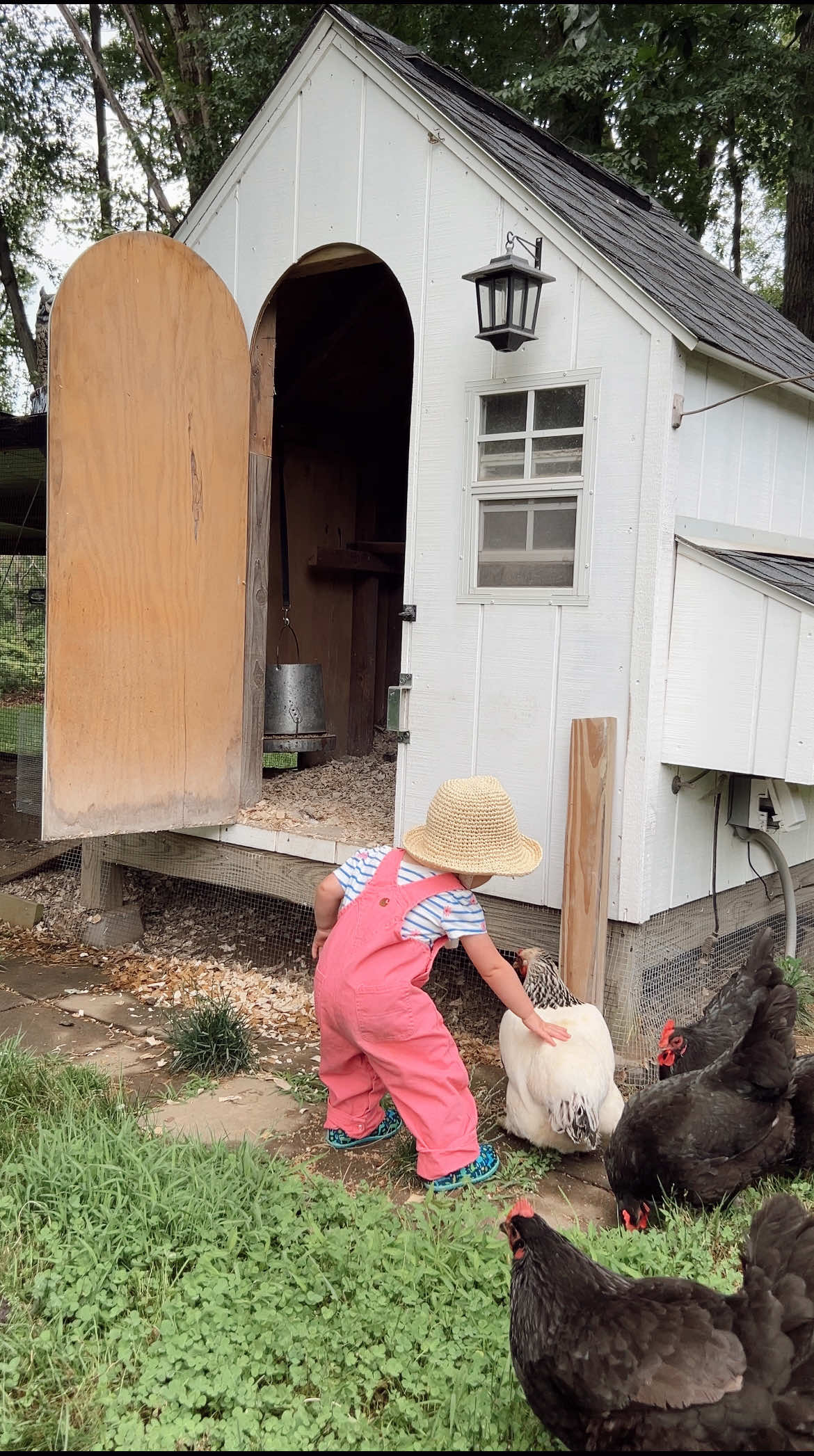 just a girl & her chickies 🫶🏻 #chickens #homestead #homesteading #gardening #garden #sahm #slowliving #farmlife #creatorsearchinsights 