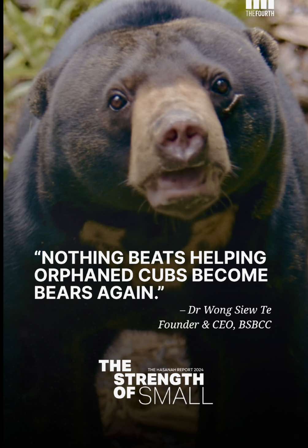 🐻🌳 Itam the sun bear was rescued as a cub after his mother was killed. Now, after years of rehabilitation, he’s being released back into the rainforest. This rare moment was made possible by the team at the Bornean Sun Bear Conservation Centre (BSBCC), an organisation that has spent the last 17 years rescuing and rehabilitating one of Southeast Asia’s most vulnerable species.  Watch this story about Itam, the people who saved him, and why this small bear matters in the big fight to defend nature. BSBCC’s work is funded by @Yayasan Hasanah and the Ministry of Finance. 🎥 Watch the full story on YouTube @yayasanhasanah4679  📑 Read the report at thr2024.yayasanhasanah.org  #sunbear #wildliferehab #bsbcc #malaysiawildlife #biodiversity #yayasanhasanah #TheStrengthofSmall #changemakers #wildlife #animals #borneo #bears