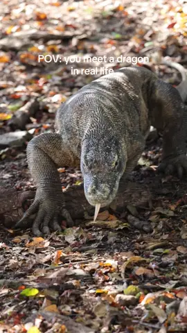 Meeting the dragons of Komodo Island 