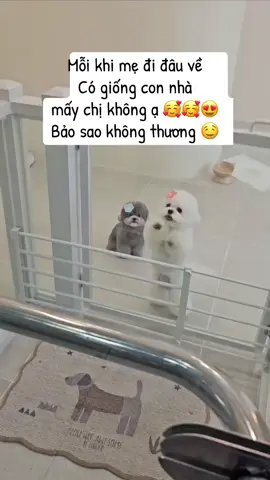 Thấy mẹ rồi nha 😂😂😂 #pet #cunyeu 