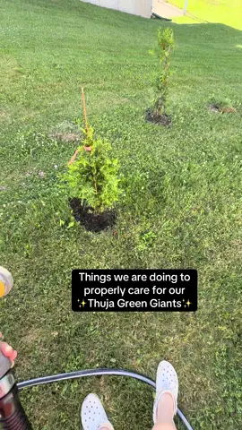 Just some tips were given by research and our trusted landscaper peers ☀️ #fyp #fypシ #fypシ゚viral #nature #trees #garden #gardening #plant #plants #plantsoftiktok #work #Summer 