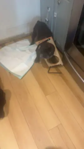 We were able to get his head out thank god 🫠 #DogTok #CaughtInTheAct #GuiltyDog #FrenchieLife #PetFails #DogMom #DogsofTikTok #FunnyPets
