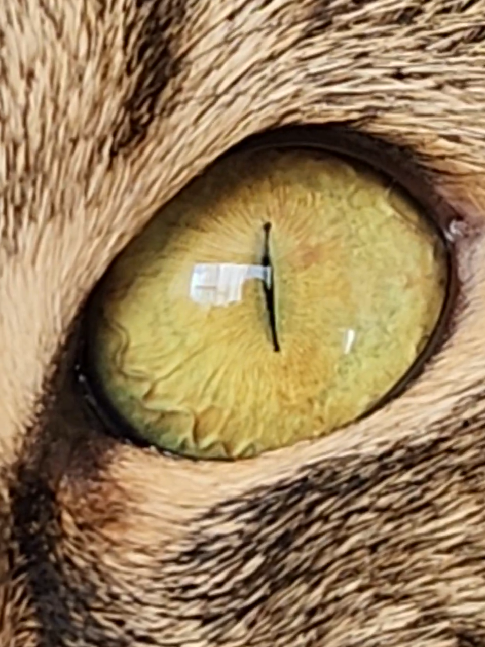 my cats eyes look insane up close 