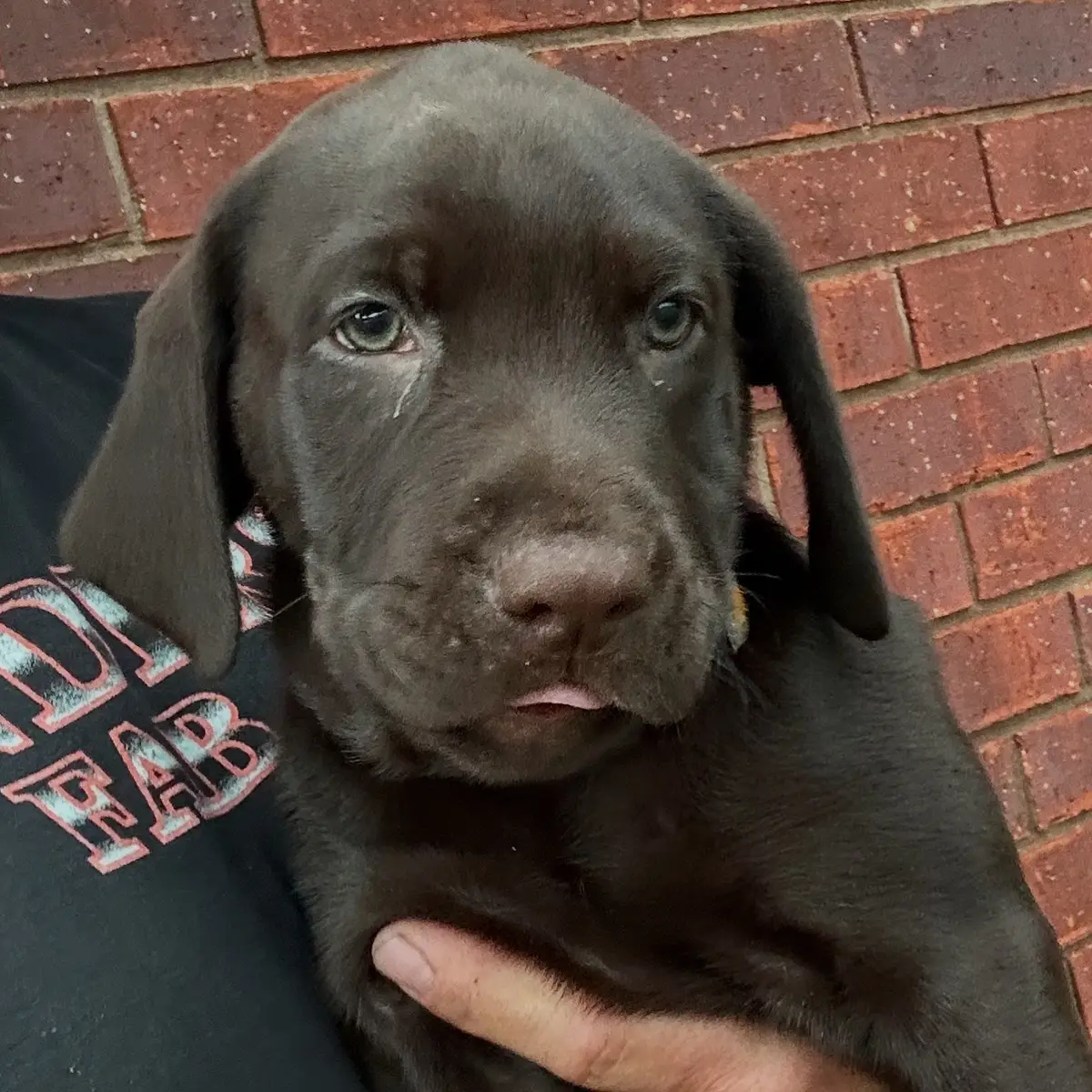 Bob is available. He will be 9 weeks 7-2-25. AKC registered, chipped and vaccinated. He has a very nice pedigree and hunting bloodline. #puppy #dog #pet #chocolatelabrador #labradorretriever #AKC #shottswyngmasterlabs #landerslabradors #thatlabchelley 