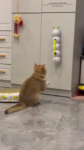 My cat is both timid and curious! 😼. 🐛Automatic Caterpillar Cat Toy | Keep Your Cat Entertained!#CatToys #AutoCatTeaser #CatHappiness #PetSupplies #CaterpillarCatToy#fyp#tiktok#PetsOfTikTok #cat 