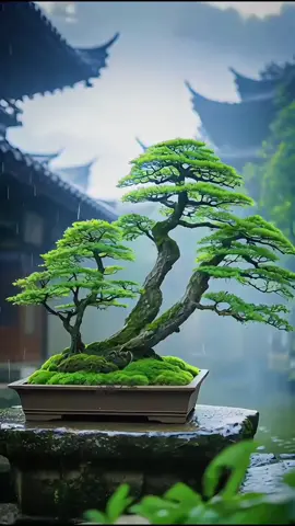 bonsai