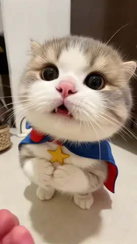 #meo #xuhuongtiktok #giaitritiktok #cat #dangyeu 