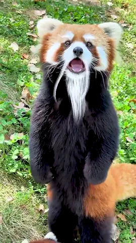 #animlas #amazinganimals #wildlife 