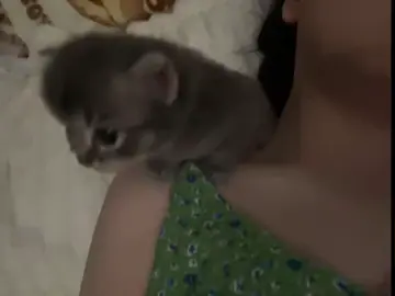 #kitty #kittycat #kittensoftiktok #catsoftiktok #kitty #cat #fyp 