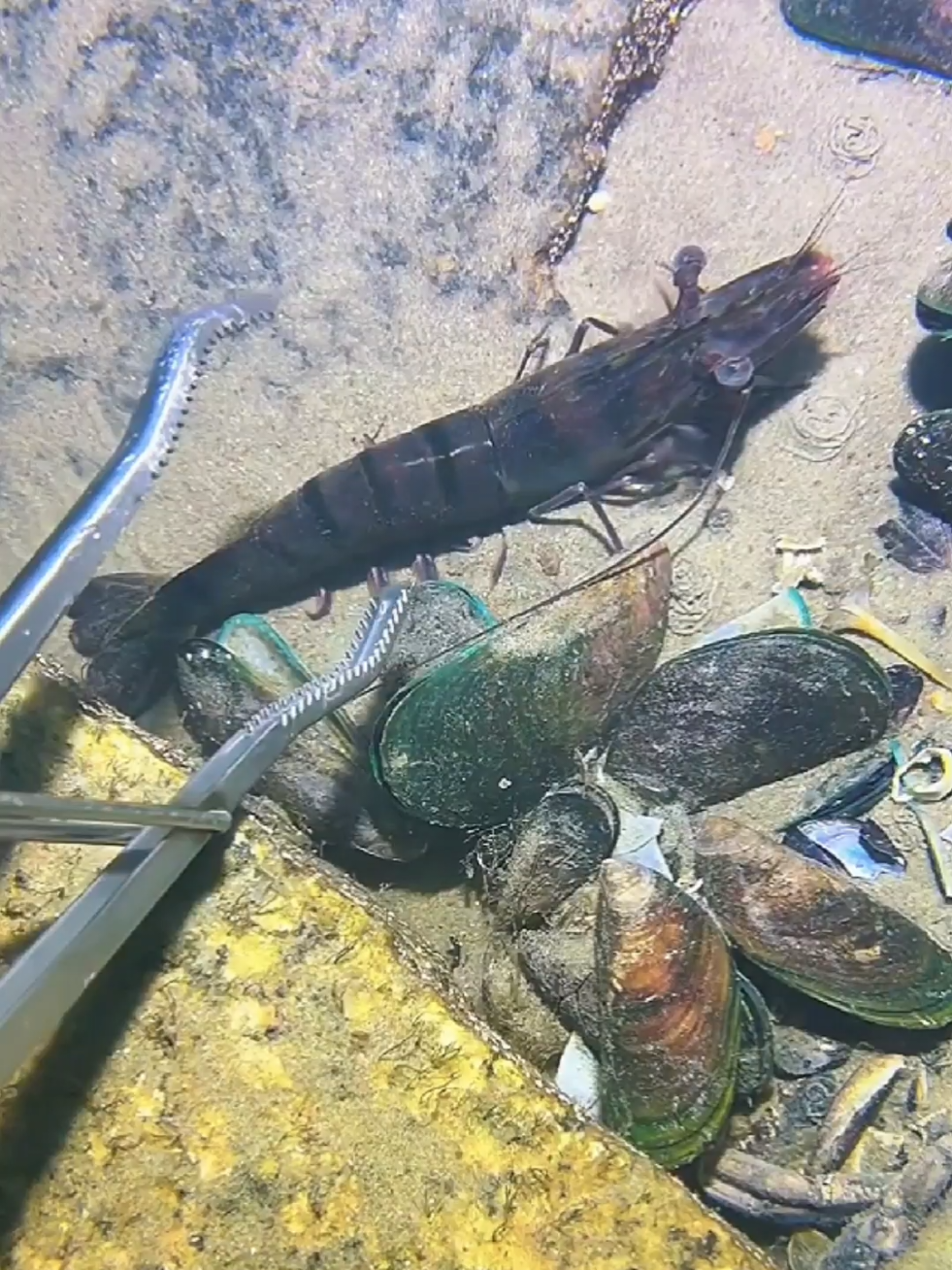 #diving #crab #catchthesea #seaside #seafood #fish #eel #lobster #seangsolofishing