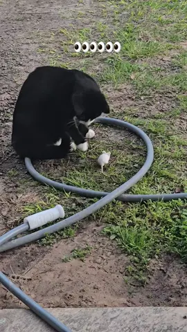#cat #mouse 