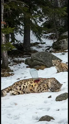 Tiny Snow Leopard Cub Saves His Wounded Mother With Help Of Old Man 