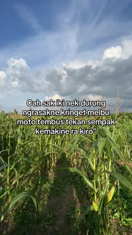 #kaji_lembu #fyp #peternaksapiindonesia #martapurapride🔥 #peternakmuda #storytime #tukangngarit #foryoupage 