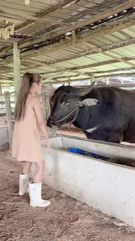 ฉุนมาก#น้องควายฉลาดแสนรู้ #dcrfarmควายงามบ้านโคกสูงตําบลยาง #DCRFarm 