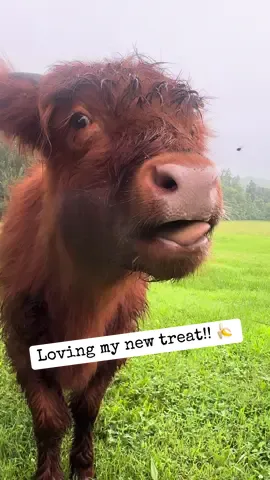 When Life Gives You Bananas… Share them with your favorite highland! 😍#summershadefarms #farmlife #kentucky #highlands #SnackTime #banana #grasspuppy 