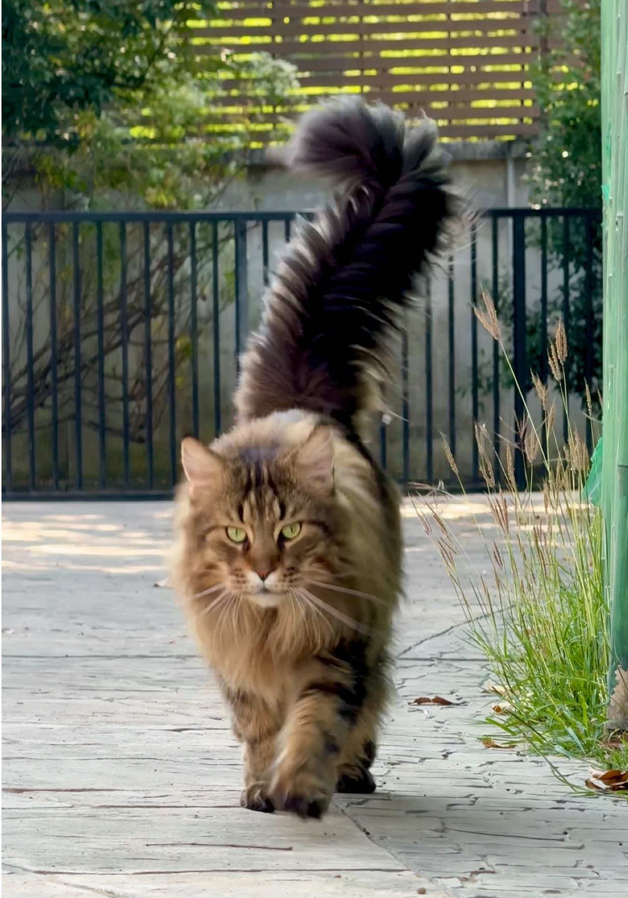 สุดจะหล่อ สุดจะเท่ #cats #cat #แมว #mainecoon #เมนคูน 
