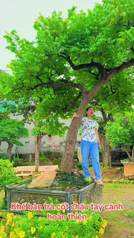 Khế bàn trà cốt chạu đẹp mê luôn. Mời các bác ạ  #vườnlạihằng #xuhuongtiktok #sânvuondep #câycảnh #câycảnhbonsai #khế 