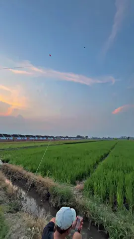 Nyore with sawah + layangan di 2023  #fyp #foryoupage #musimlyangan2025 #pegonceper #pegon #pegoncepertulungagung #layanganputus #pelayanggk #CapCut 