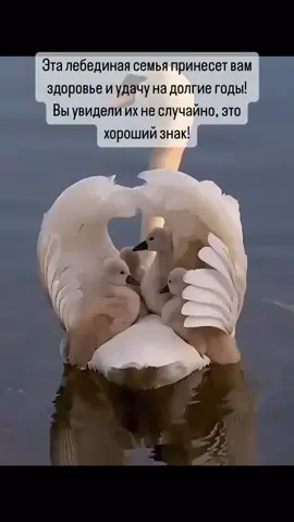 Здоровье и удача на долгие годы 