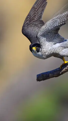 Peregrine Falcon take off from perch #birds #wildlifephotography #fyp #trending #falcon #nature #sony #wildlife #sonyalpha #peregrinefalcon #bird #birdphotography #peregrinefalcon @Sony Alpha @bbcearth @Nat Geo Animals @Discovery @tiktok creators 