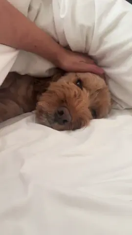 Being this cute should be this illegal.