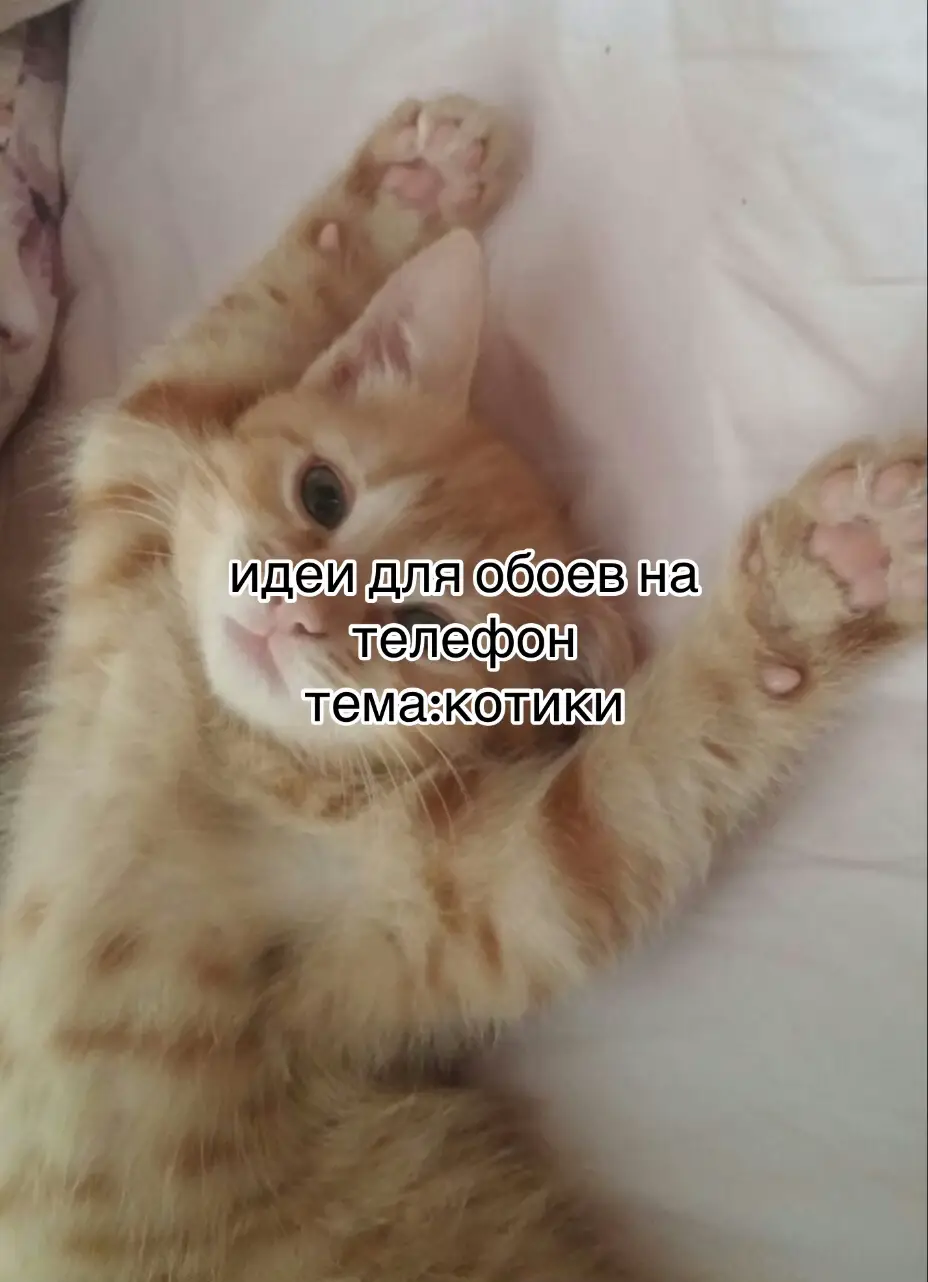 #вреки #обоинателефон #котики какие ещё делаем???