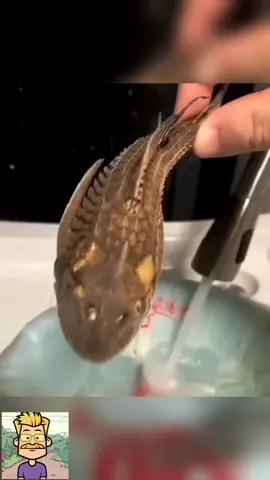 Is This Zombie Fish the Start of a New Species? #fish #naturemystery #weirdanimals #viraldiscovery 