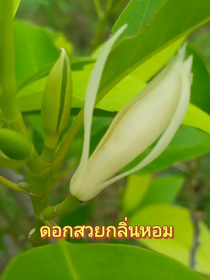 #ดอกจำปี. #ดอกไม้