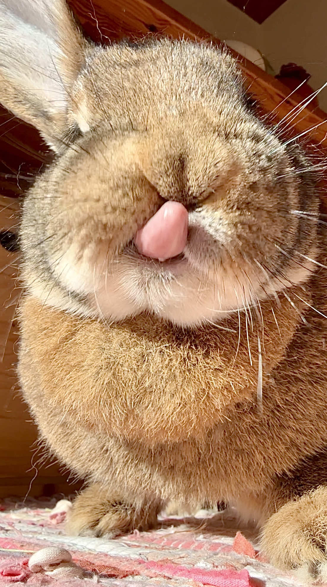 Happy Tongue Out Tuesday 😛 Wilma #tongueouttuesday #tongueout #bunnies #bunniesoftiktok #cutebunny #brownbunny #freeroambunny #bunnylove #kaninchen #kaninchenliebe #fyp #foryou 