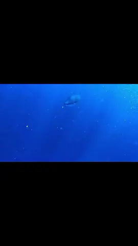 Fakta unik dari laut! Ikan tuna nggak bisa diam barang sedetik pun... karena kalau mereka berhenti berenang, mereka bisa mati lemas!  Bayangin harus terus gerak seumur hidup cuma buat bisa napas. #FaktaUnik #IkanTuna #DuniaHewan #FaktaHewan #FunFact #AnimalFact #FaktaMenarik #TunaFish #HewanUnik #OceanLife #FaktaAlam #EduTainment #IlmuPengetahuan #WildlifeIndonesia #BelajarSeru