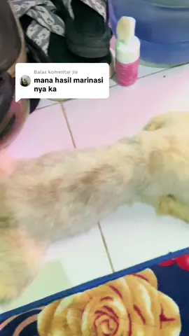 Membalas @jie nih yang nanya2 hasil marinasnya, kunyitnya udah mau hilang sama bulunya udah mau panjang kembali #fyp #cat #kucing #catlover 