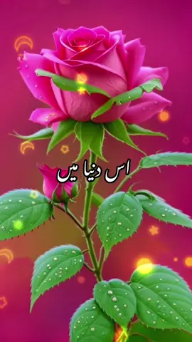 #creatorsearchinsights #foryoupage❤️❤️ #1milliomviews #200kviews #100klikes #foryou #unfreezemyacount #grownyaccount #fyp #fyppp #trends #tranding #support #urdushayarilovers #urdupoetry 