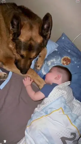 he comepany of the dog allows the baby to sleep more peacefully.#tiktok #Love #usaus #doglover#protect