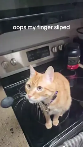 #catcore #catsoftiktok #cat 